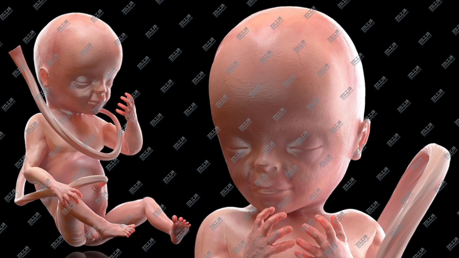 images/goods_img/20210313/Human Fetus at 20 Weeks Rigged 3D model/5.jpg